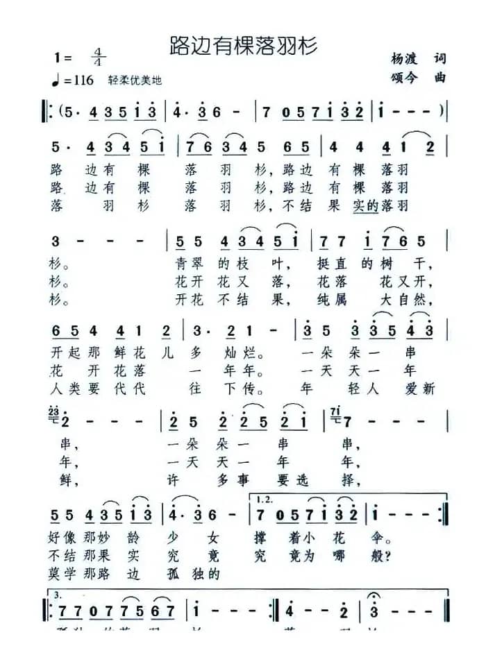 路边有棵落羽杉