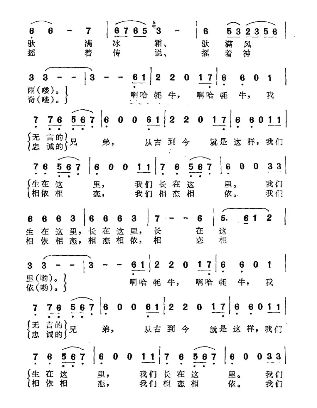 牦牛，我无言的兄弟