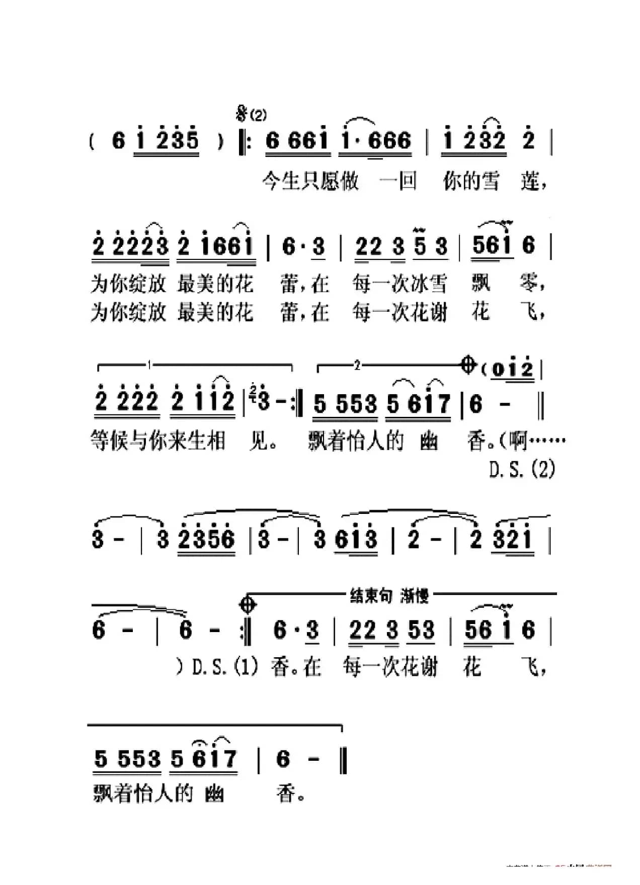 做你的雪莲（大字老人适用）