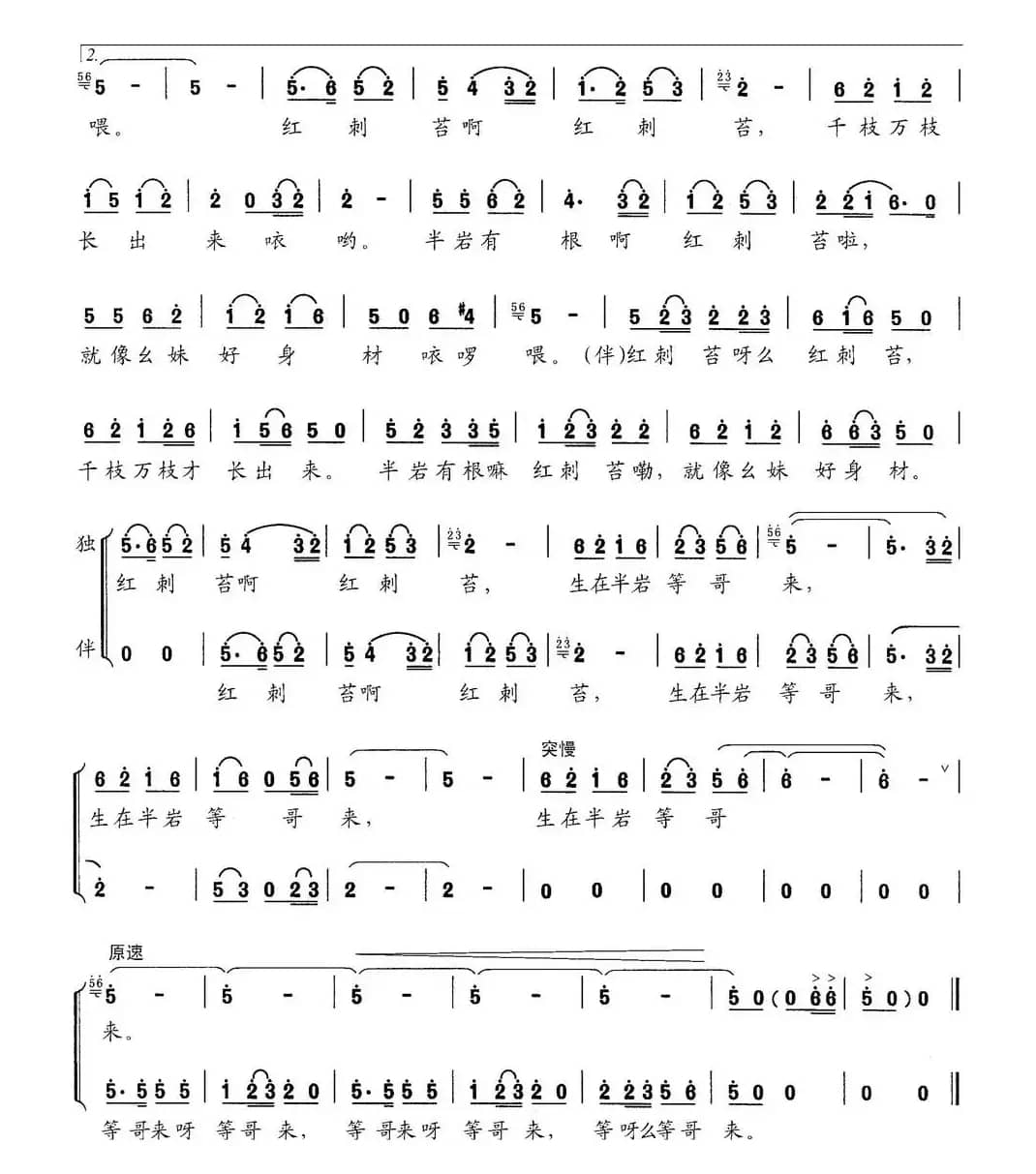 半岩有根红刺苔（男声独唱、伴唱）