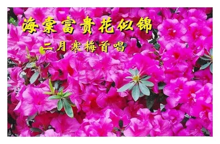 海棠富贵花似锦