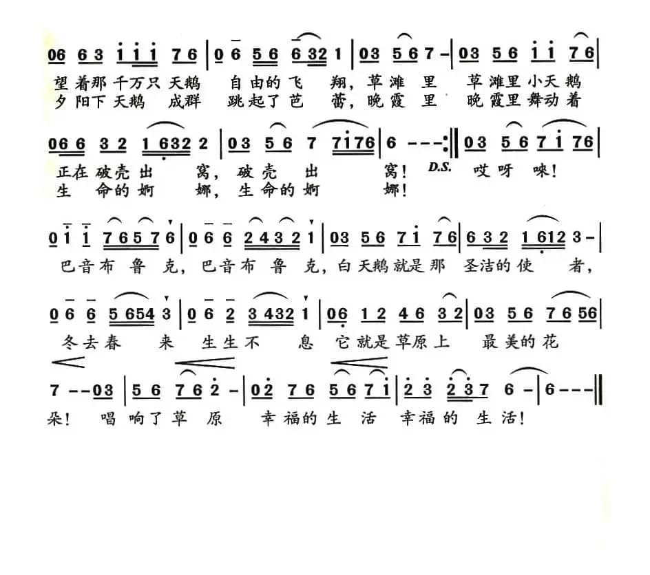 巴音布鲁克的白天鹅