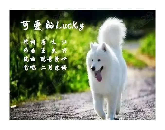可爱的Lucky