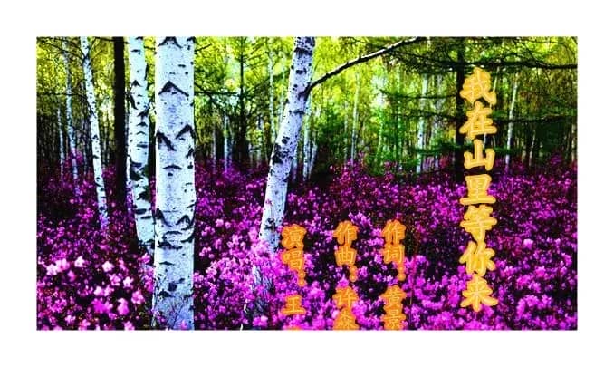 我在山里等你来