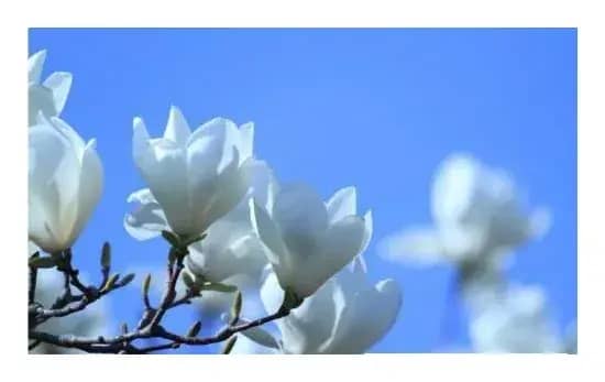 送你一支白玉兰