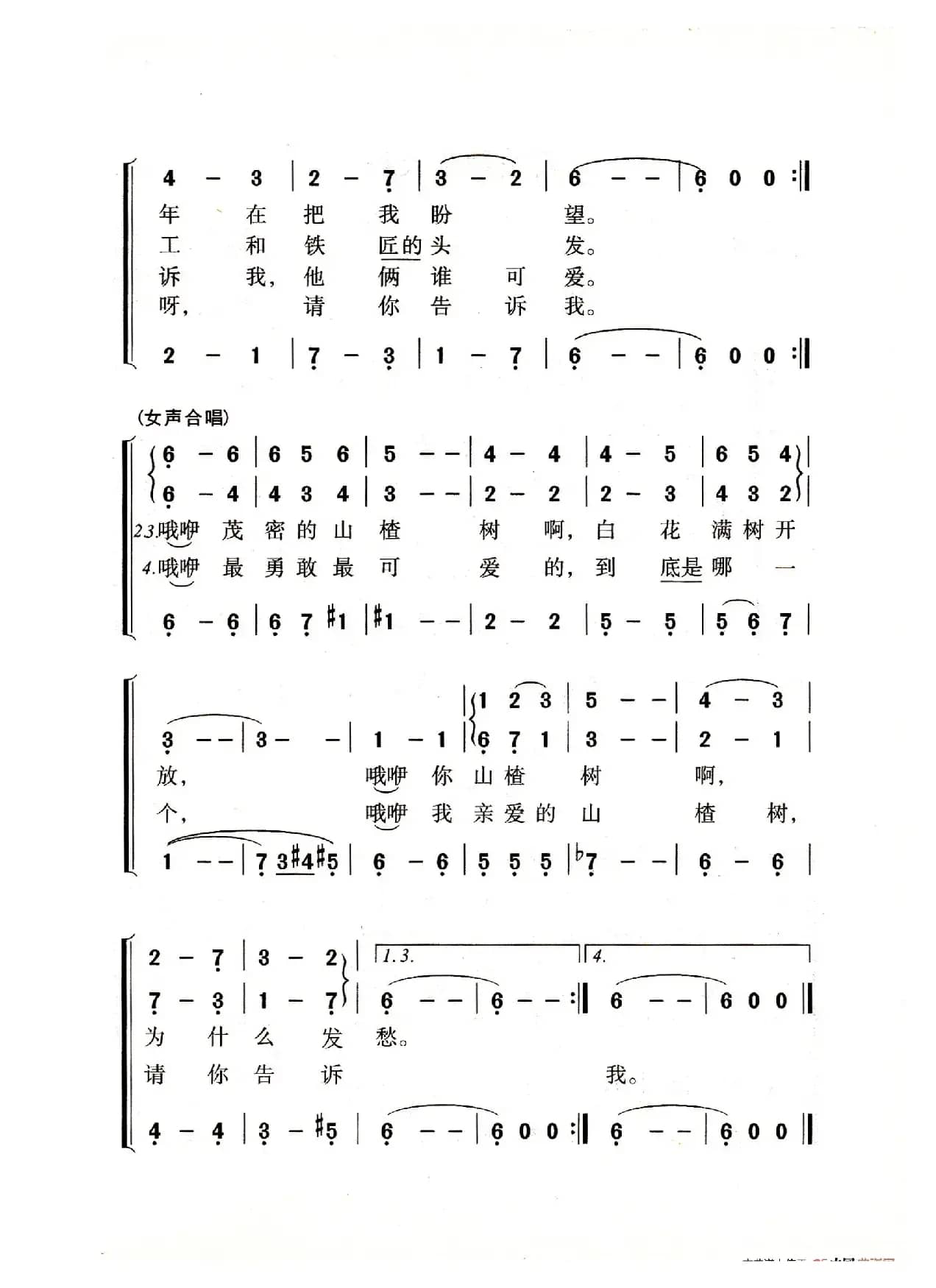 山楂树（老人适用）