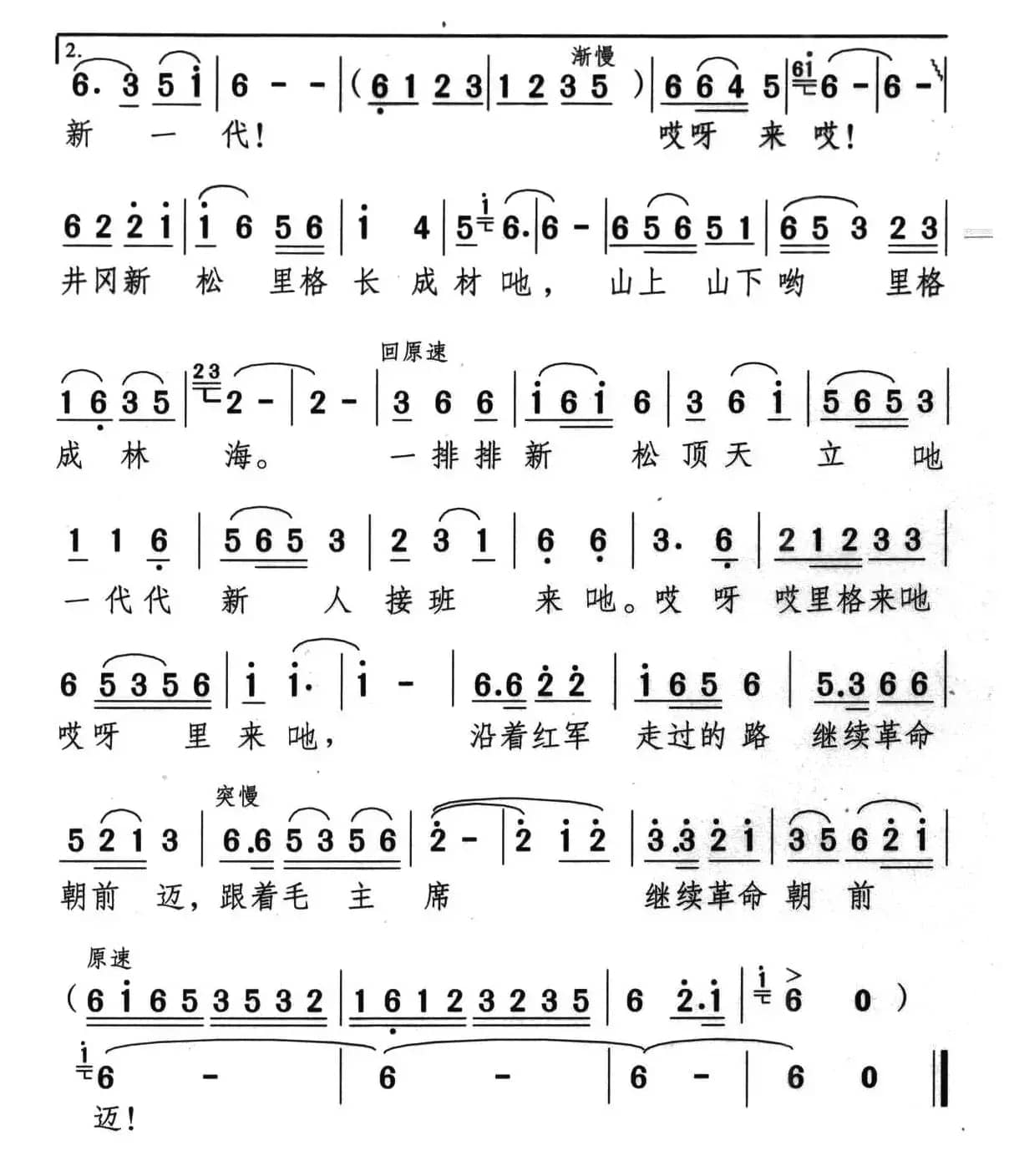 井冈新松长成材