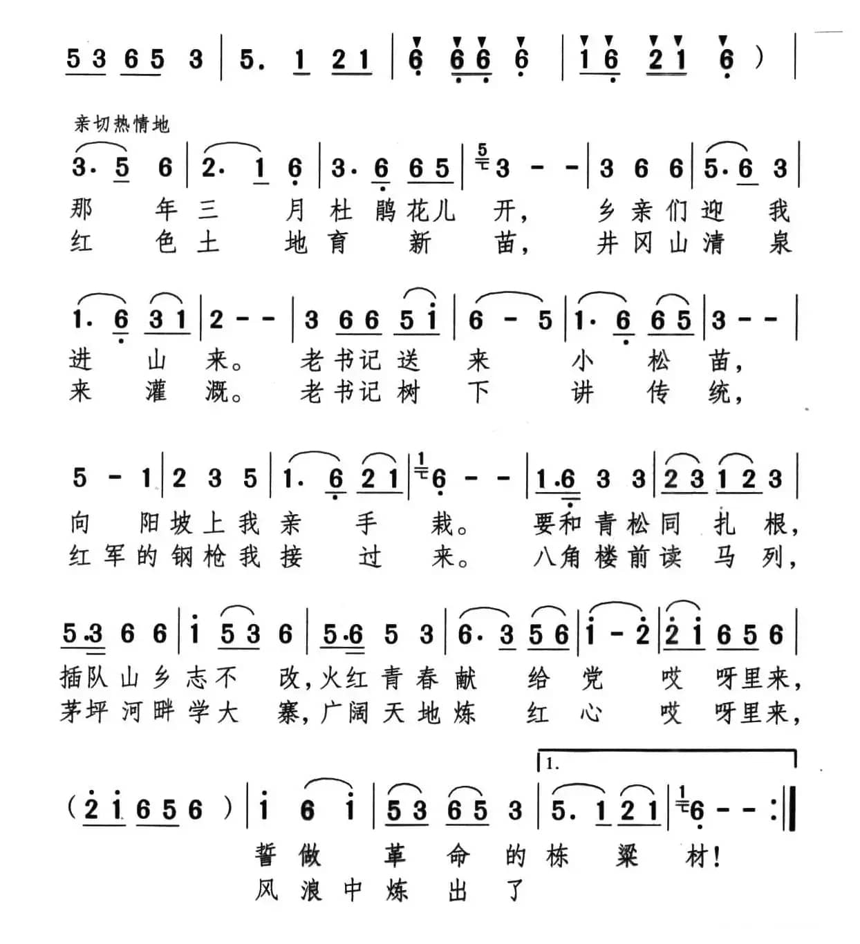 井冈新松长成材